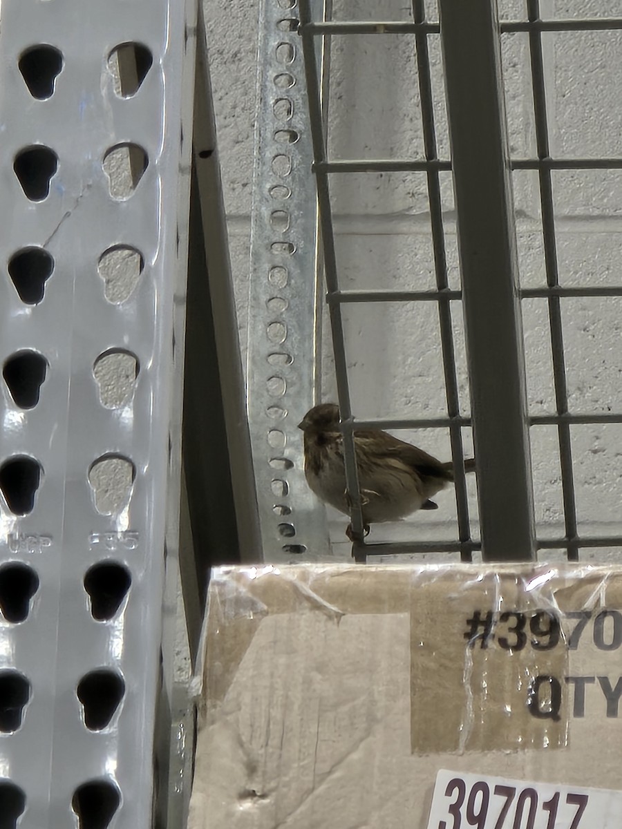 גיבתונית רוננת - ML646259206