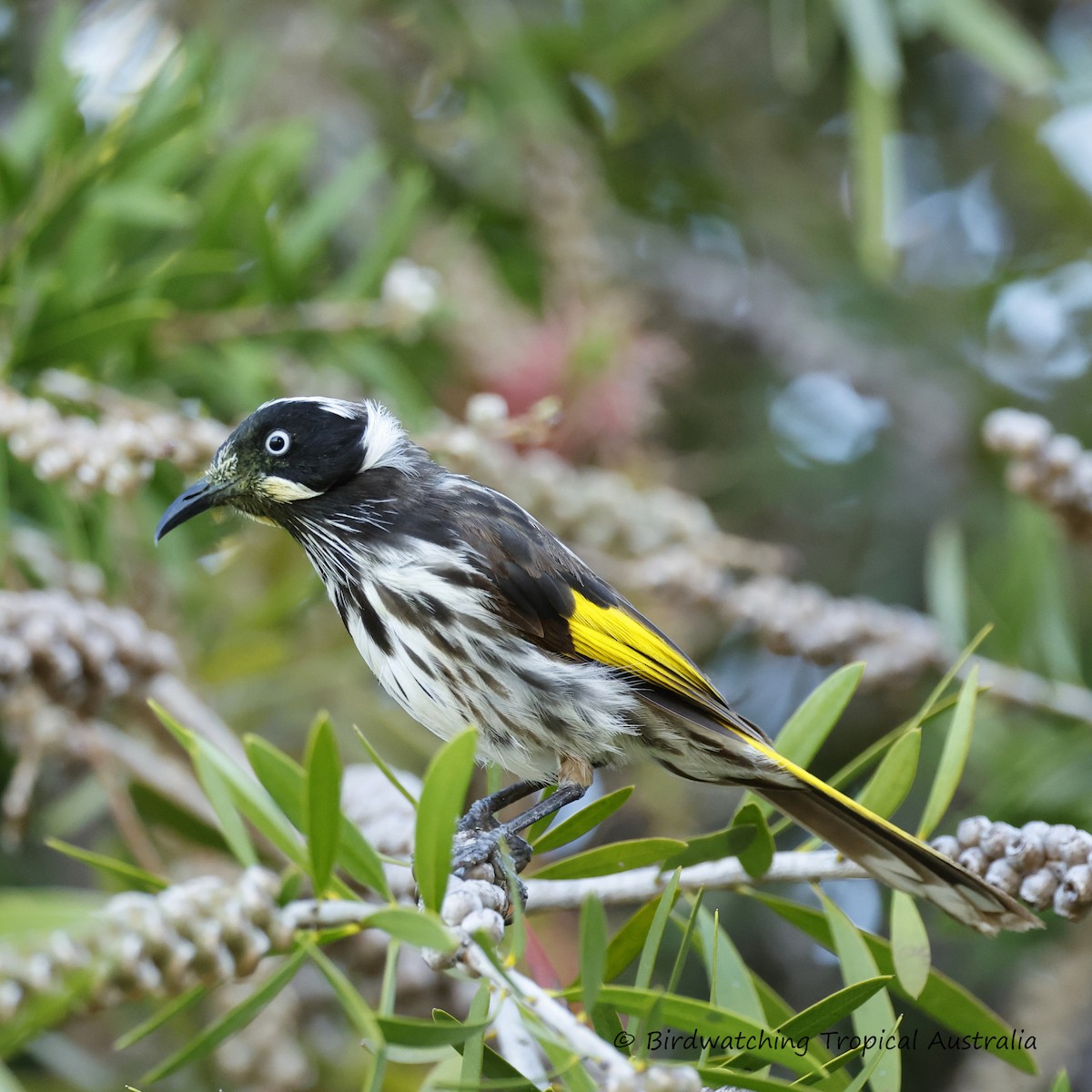 New Holland Honeyeater - ML646259214