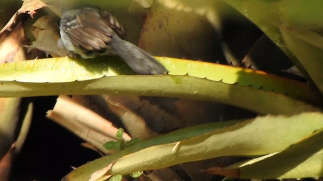 Slender Antbird - ML646259222