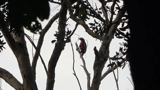 Red Bird-of-Paradise - ML646259223