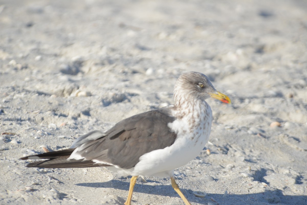 Gaviota Sombría - ML646259231