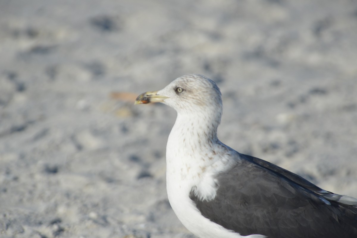 Gaviota Sombría - ML646259232