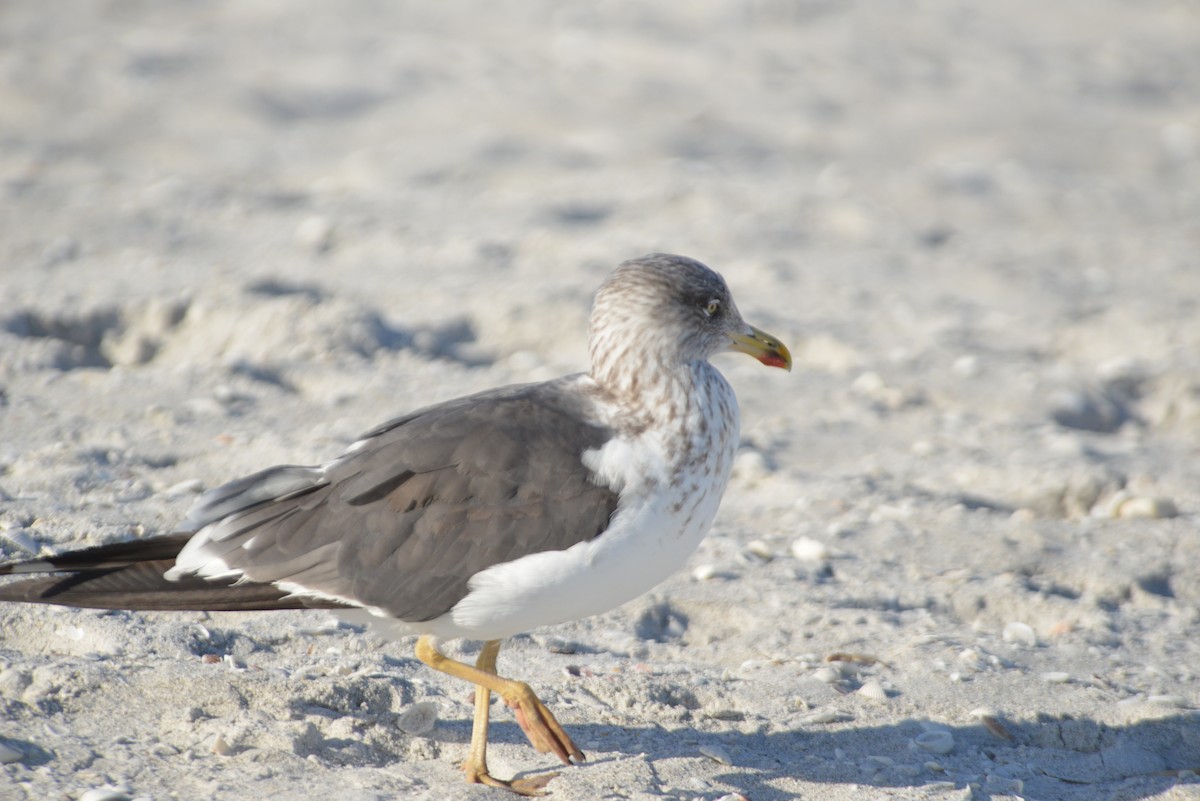 Gaviota Sombría - ML646259233