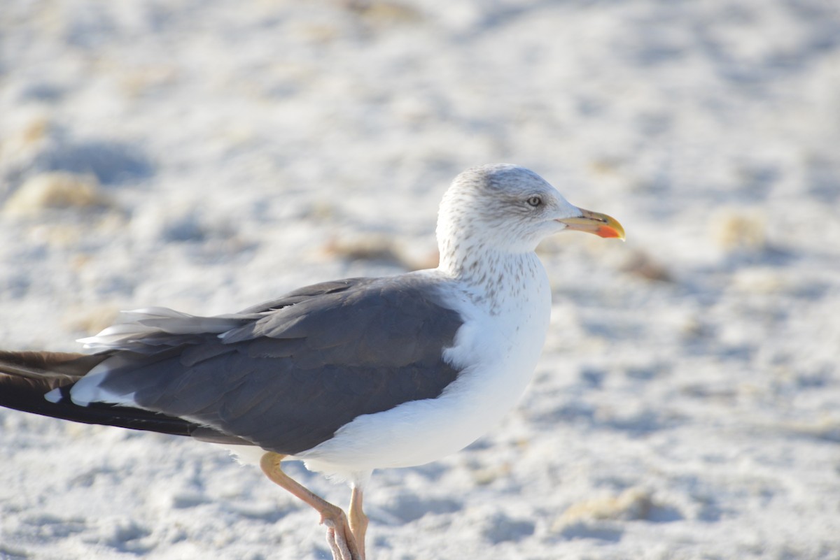 Gaviota Sombría - ML646259234