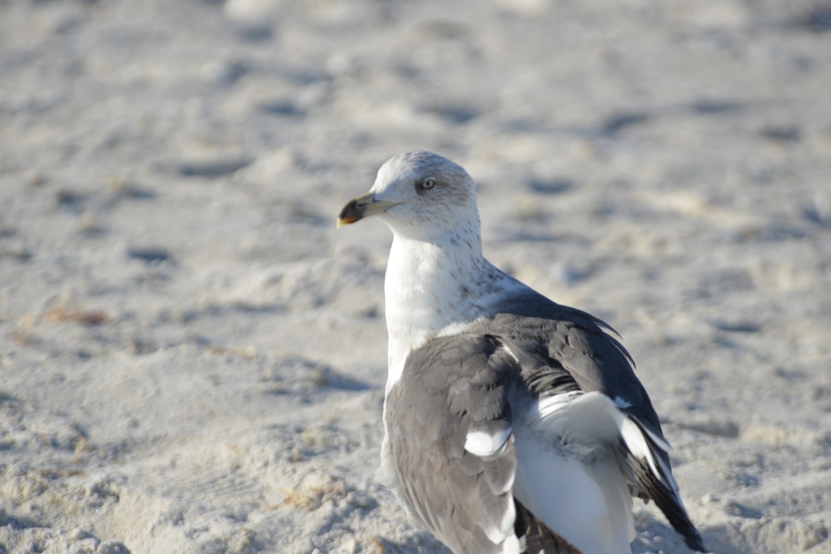 Gaviota Sombría - ML646259235
