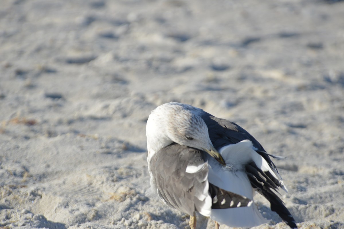 Gaviota Sombría - ML646259236