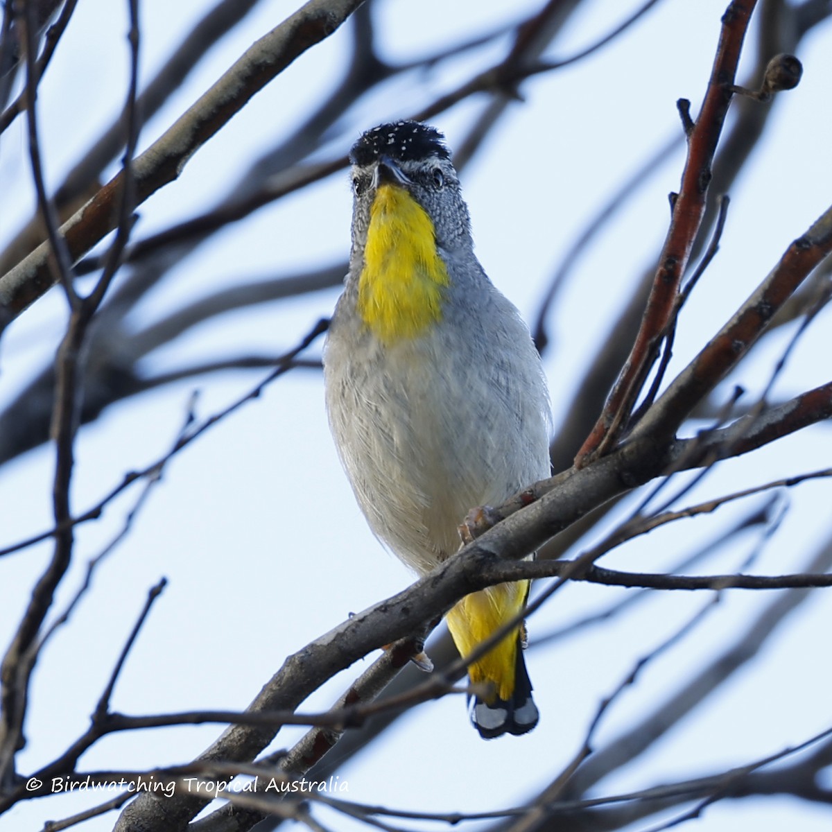 Spotted Pardalote - ML646259238