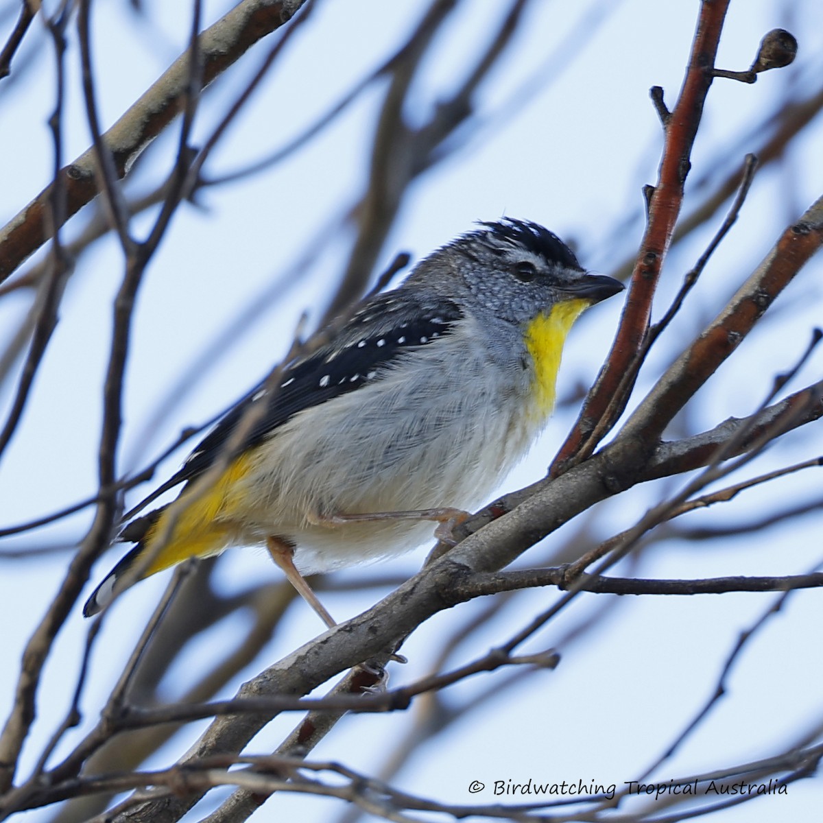 Spotted Pardalote - ML646259239