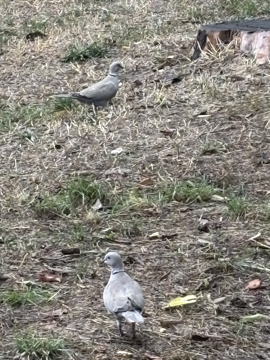 Eurasian Collared-Dove - ML646259240