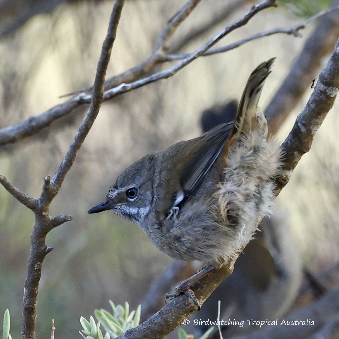 flekkbrystkrattsmett - ML646259241