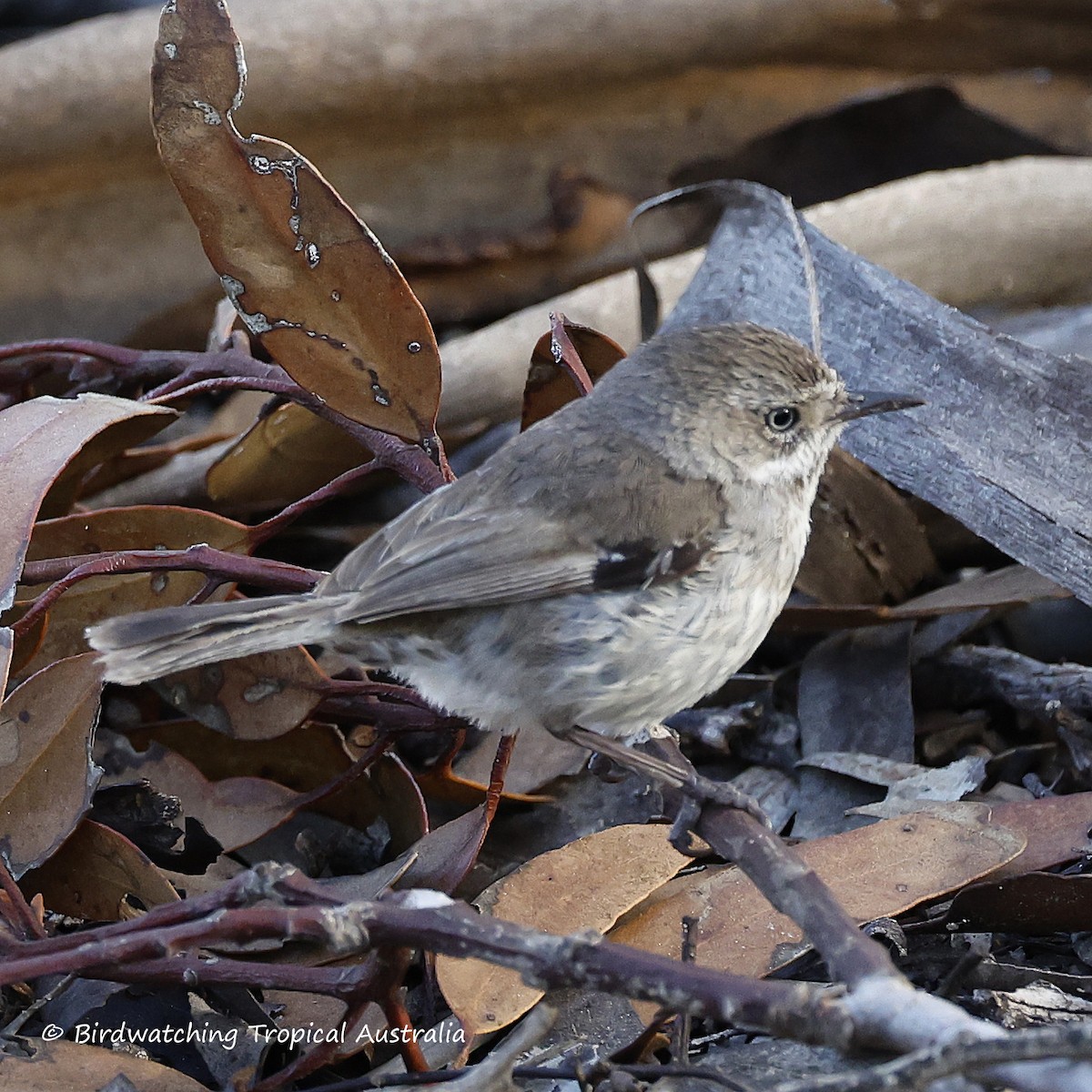 flekkbrystkrattsmett - ML646259242