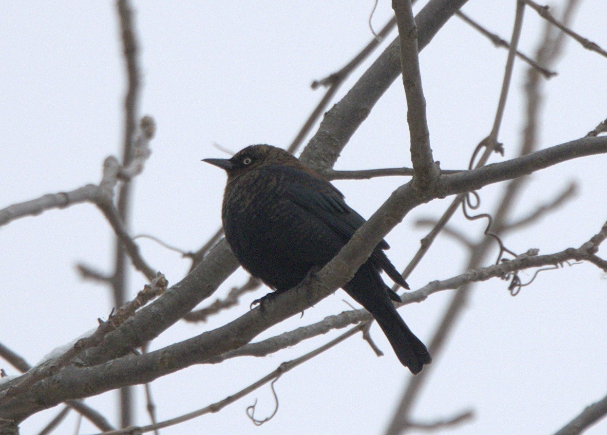 Rusty Blackbird - ML646259243