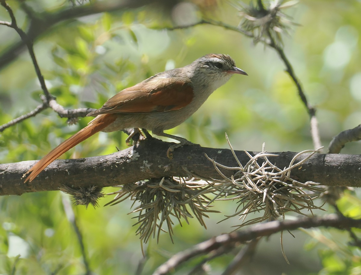 Bolivian Spinetail - ML646259246