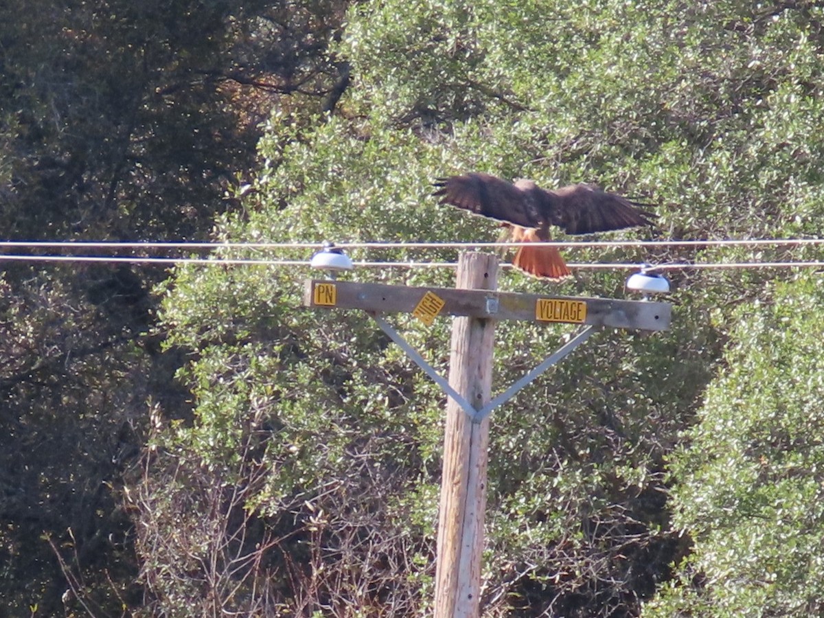 Red-tailed Hawk - ML646259248