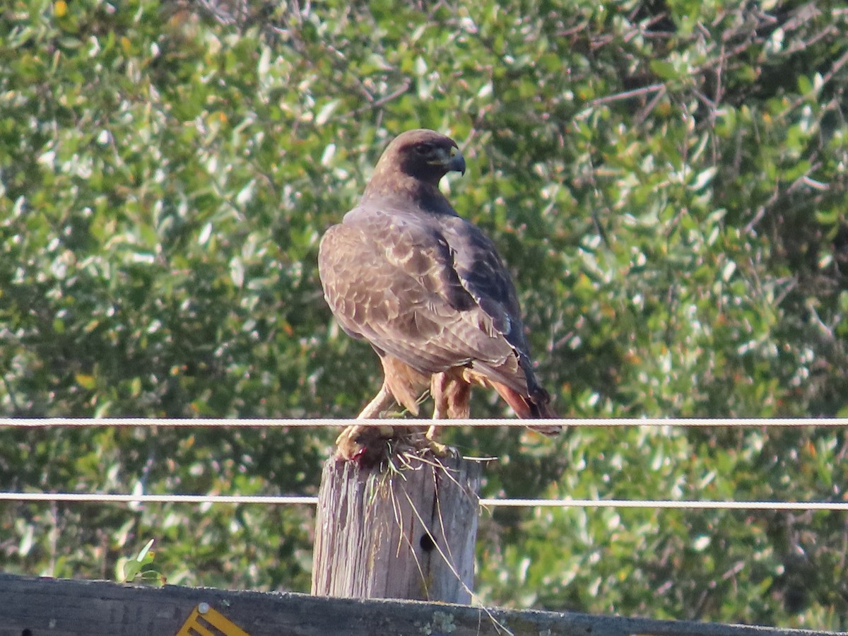 Red-tailed Hawk - ML646259249