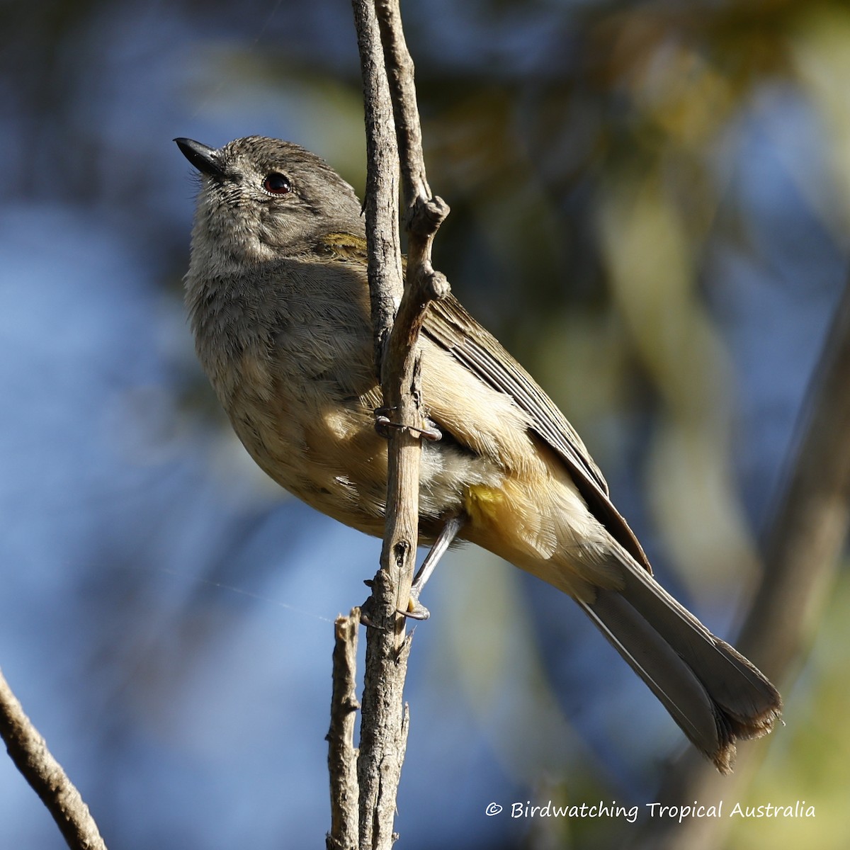 Golden Whistler - ML646259251