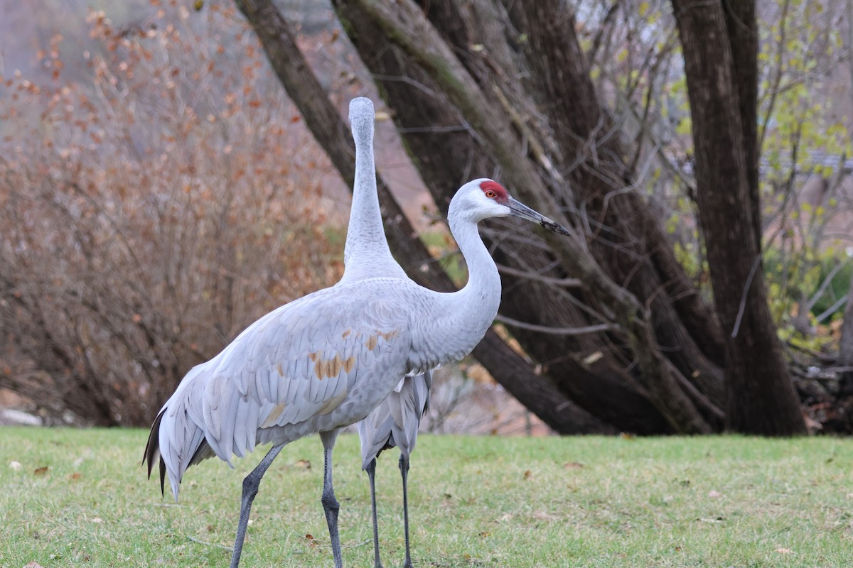 Sandhill Crane - ML646259252