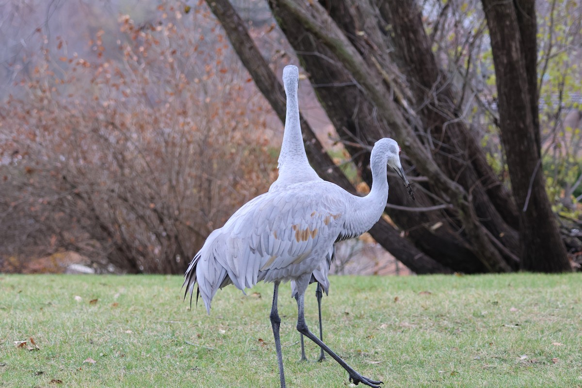 Sandhill Crane - ML646259253