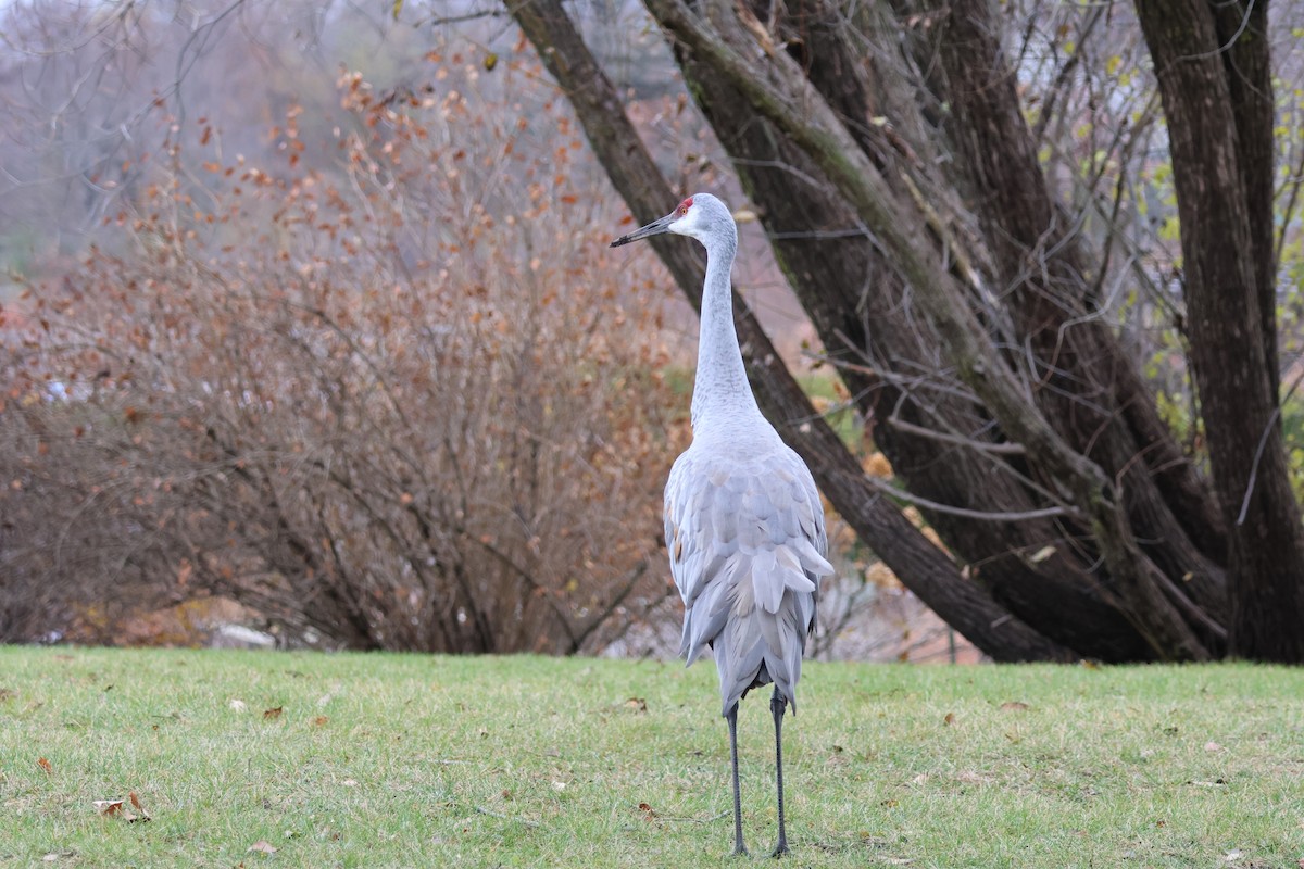 Sandhill Crane - ML646259254