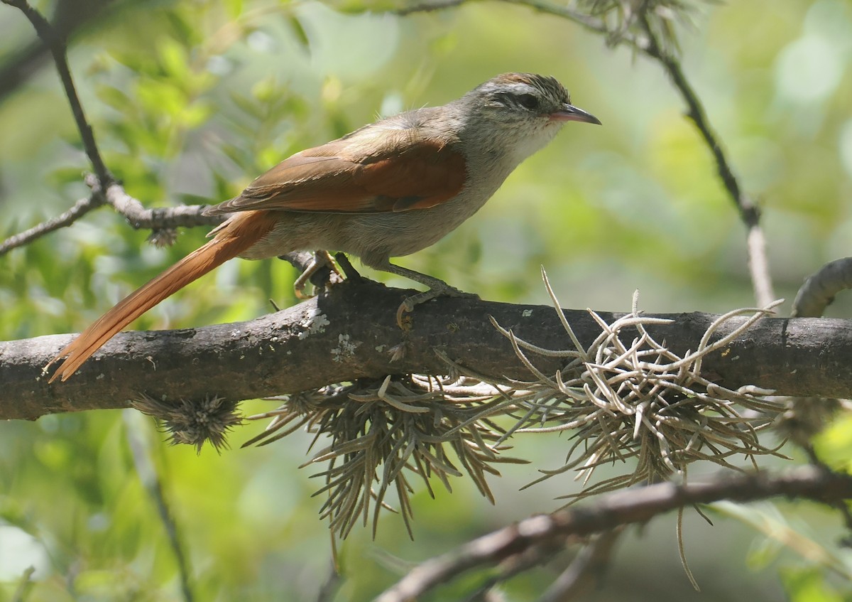 Bolivian Spinetail - ML646259263