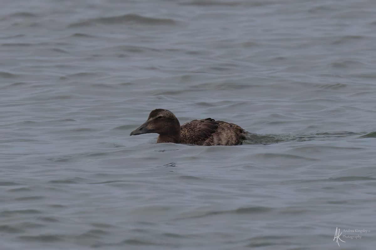 Common Eider - ML646259267