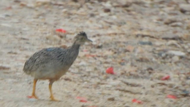 White-bellied Nothura - ML646259268