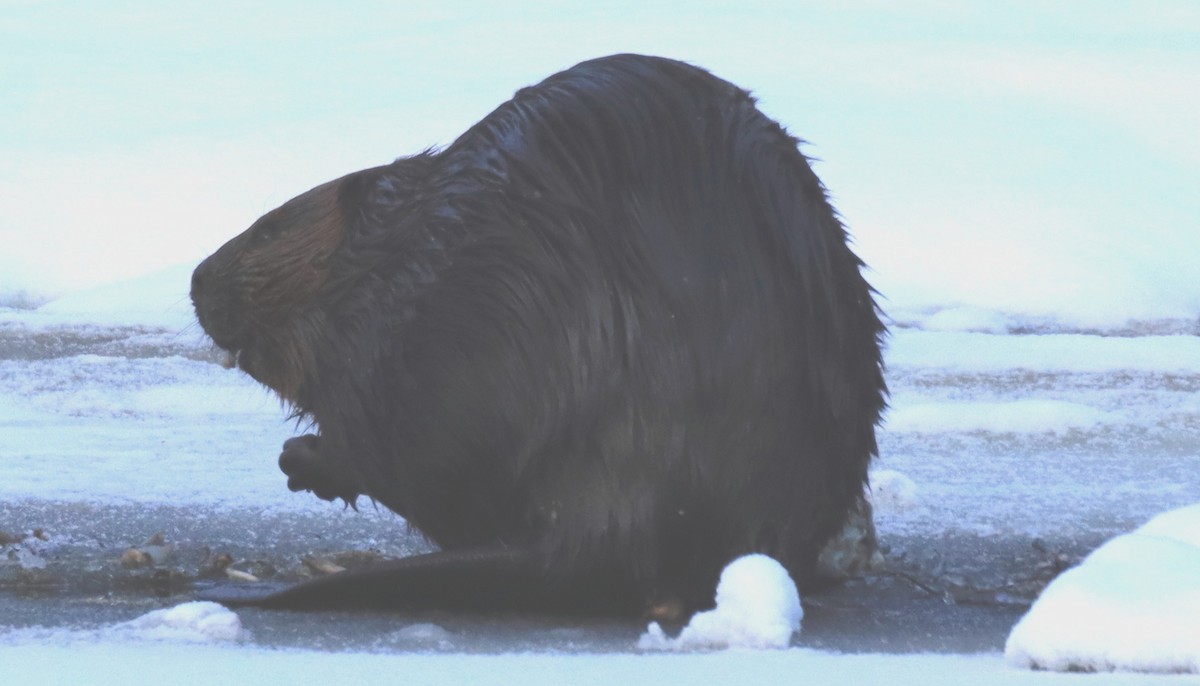 Animals - ML646259269