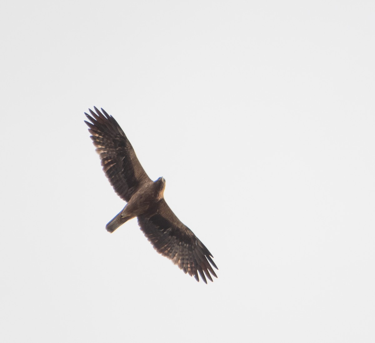 Bonelli's Eagle - ML646259271