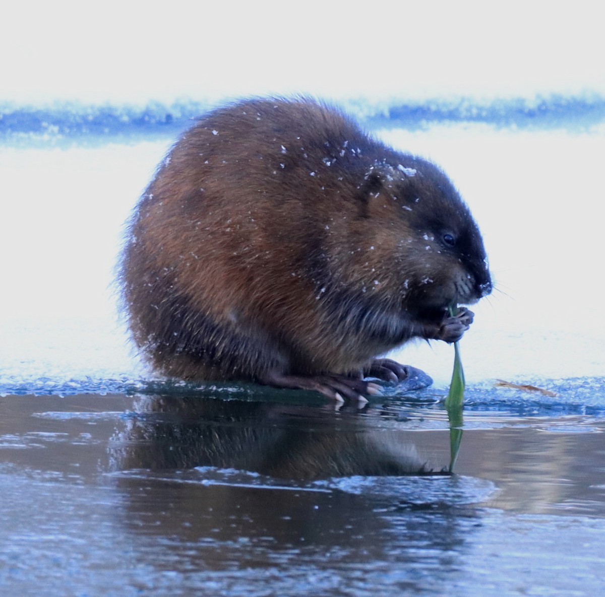 Animals - ML646259272