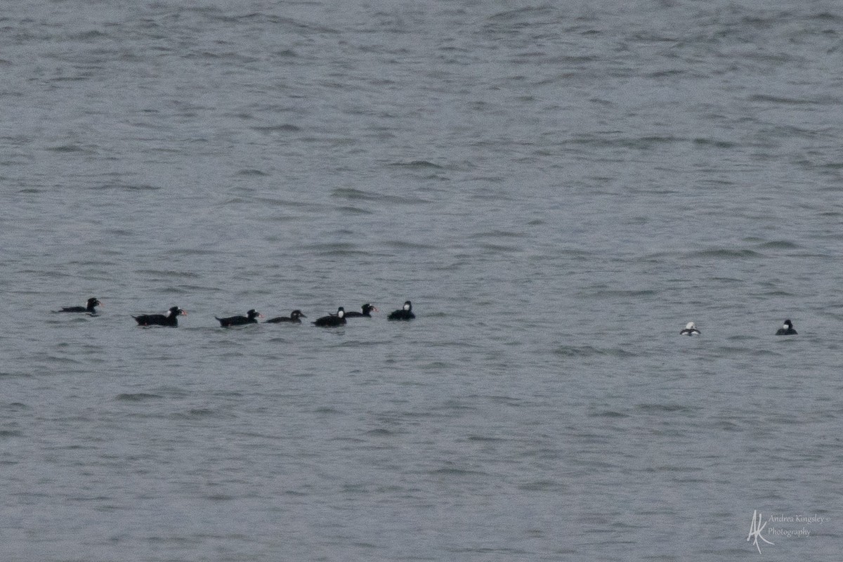 Long-tailed Duck - ML646259273