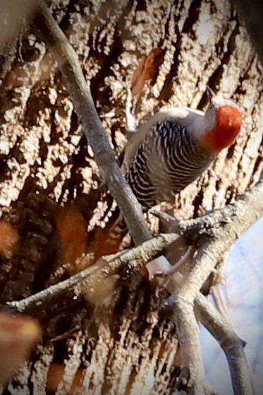 シマセゲラ - ML646259278