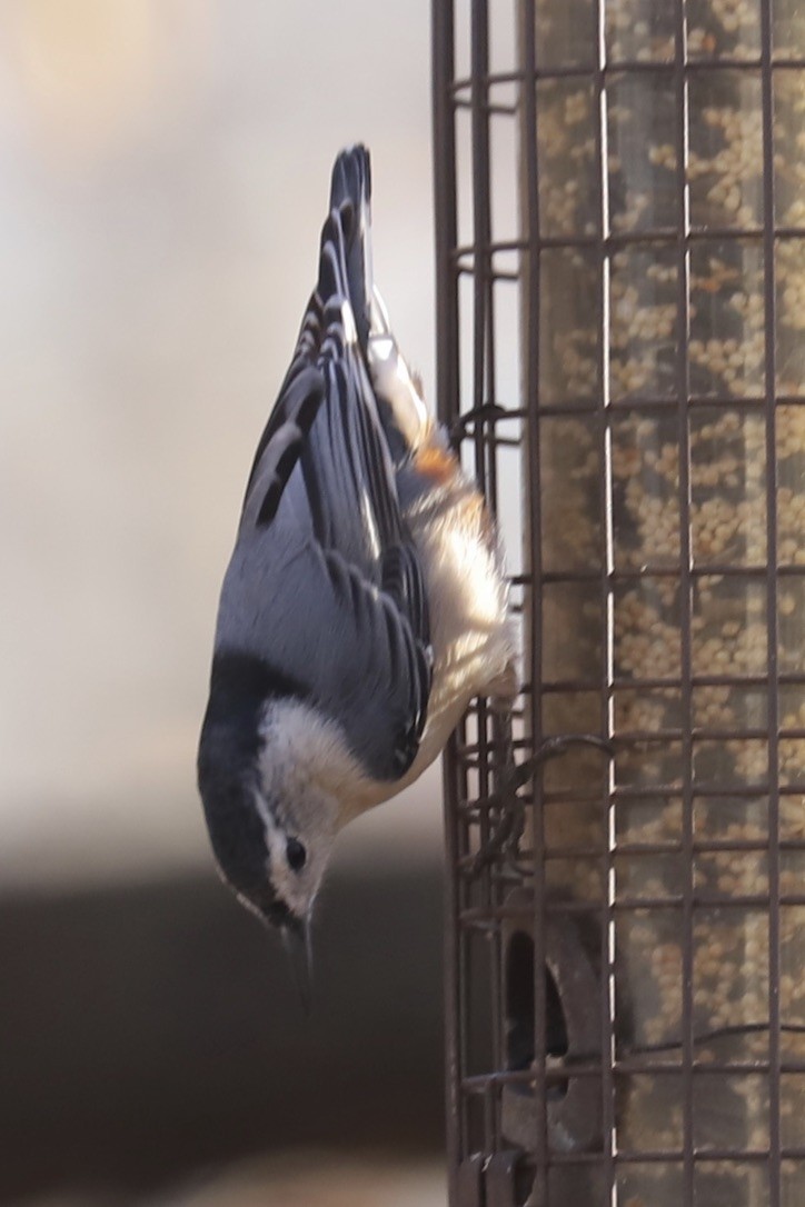ムナジロゴジュウカラ（carolinensis） - ML646259289