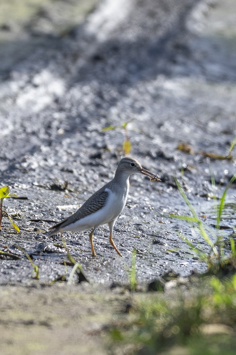 Spotted Sandpiper - ML646259292