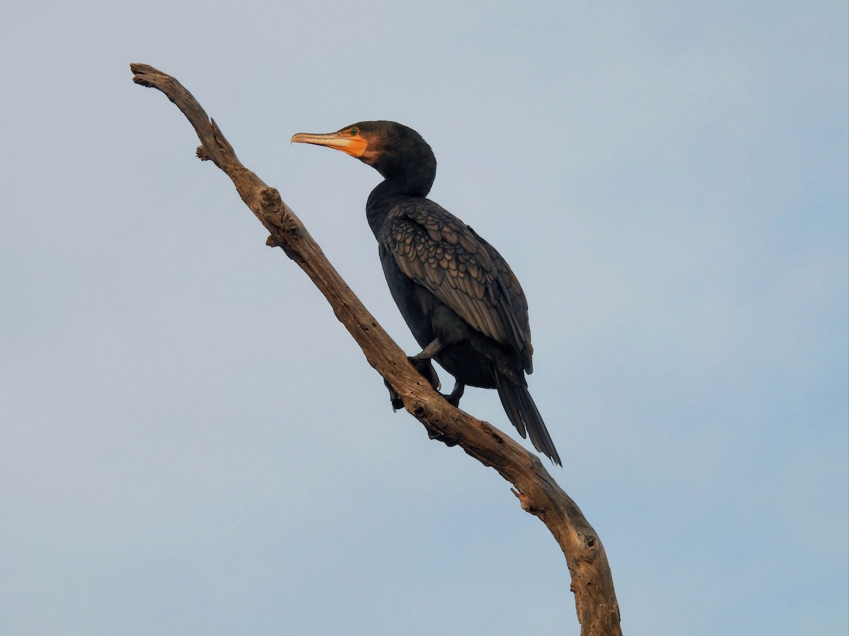 kormorán velký - ML646259293