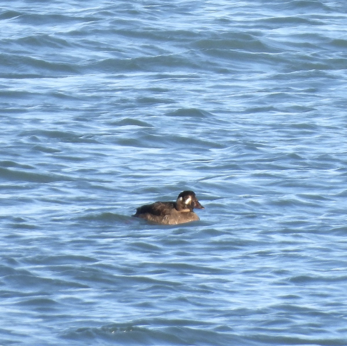 Турпан білолобий - ML646259296