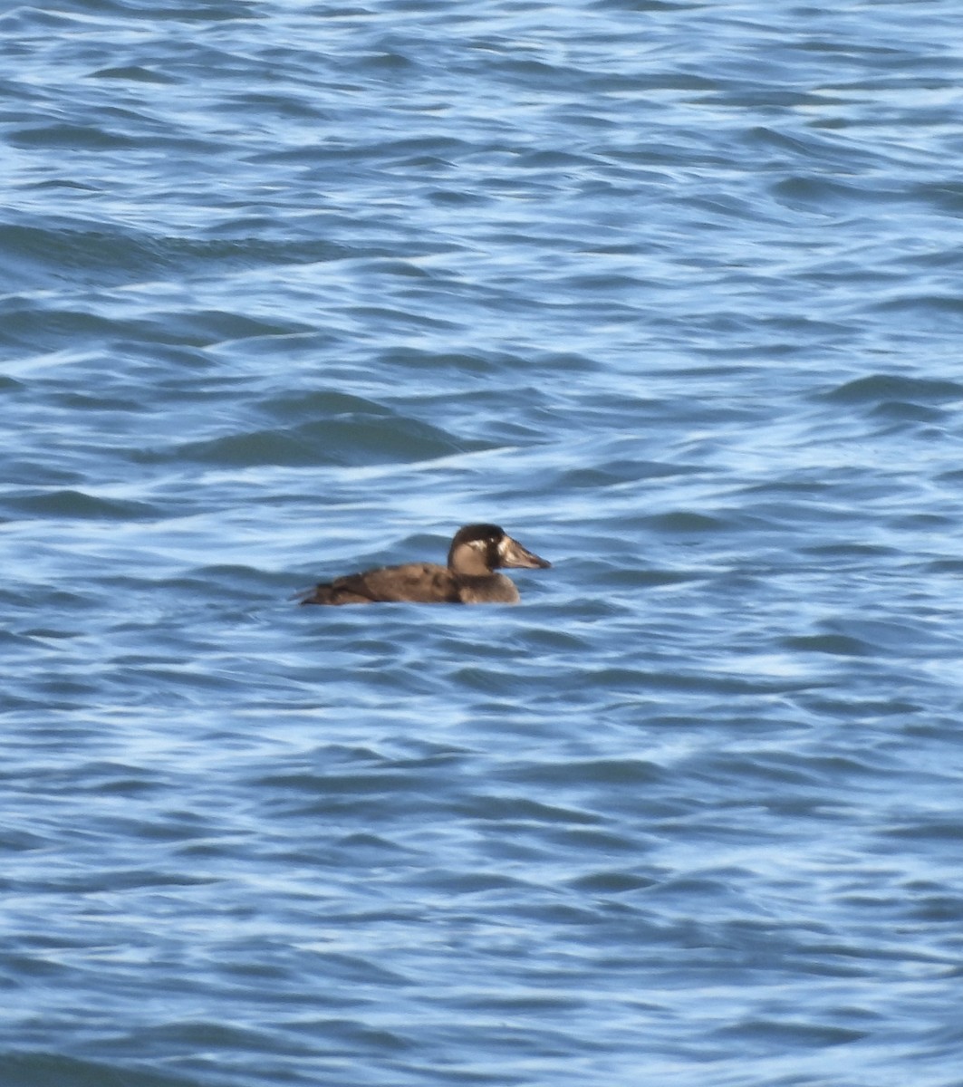 Турпан білолобий - ML646259297