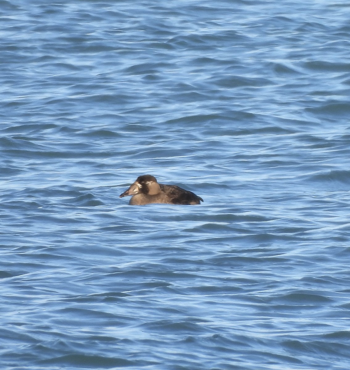 Турпан білолобий - ML646259298
