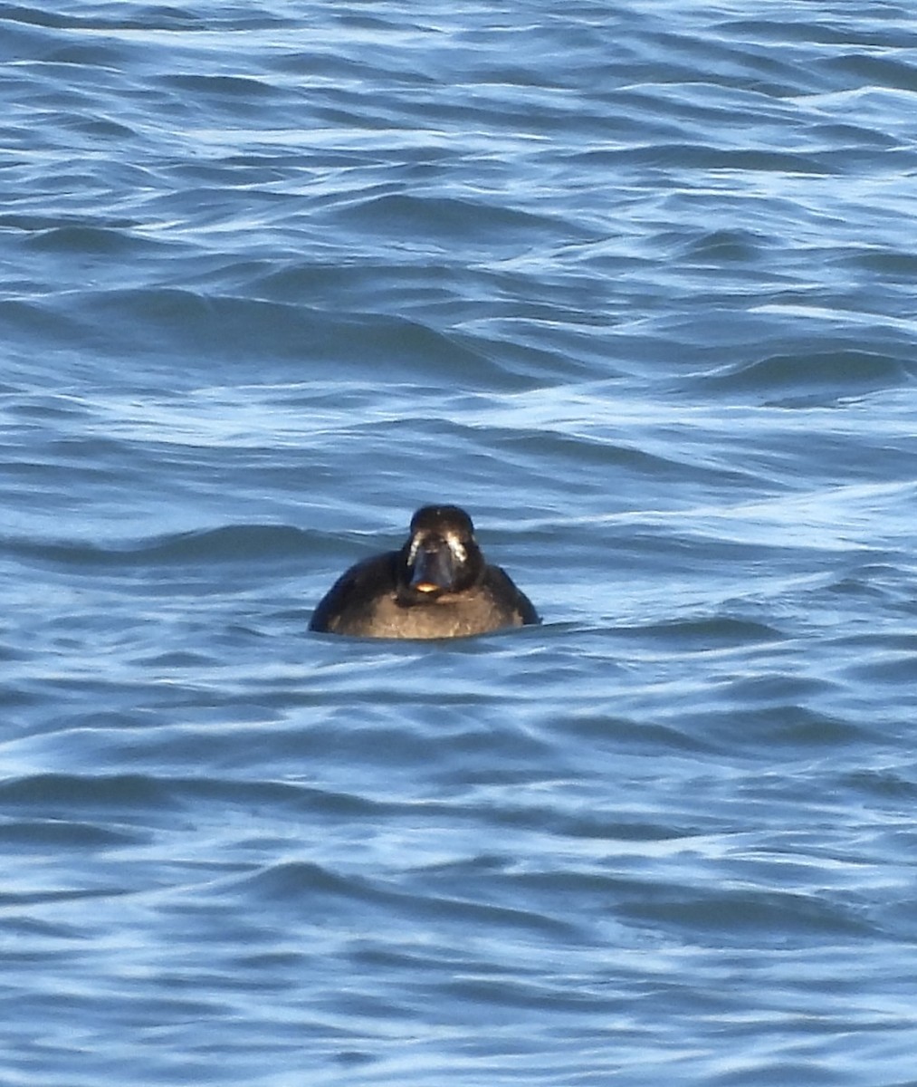 Турпан білолобий - ML646259299