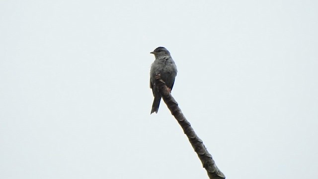 Pink-legged Graveteiro - ML646259302