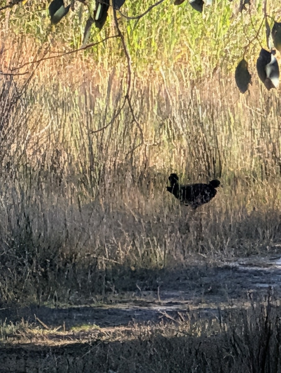 Black-tailed Nativehen - ML646259306