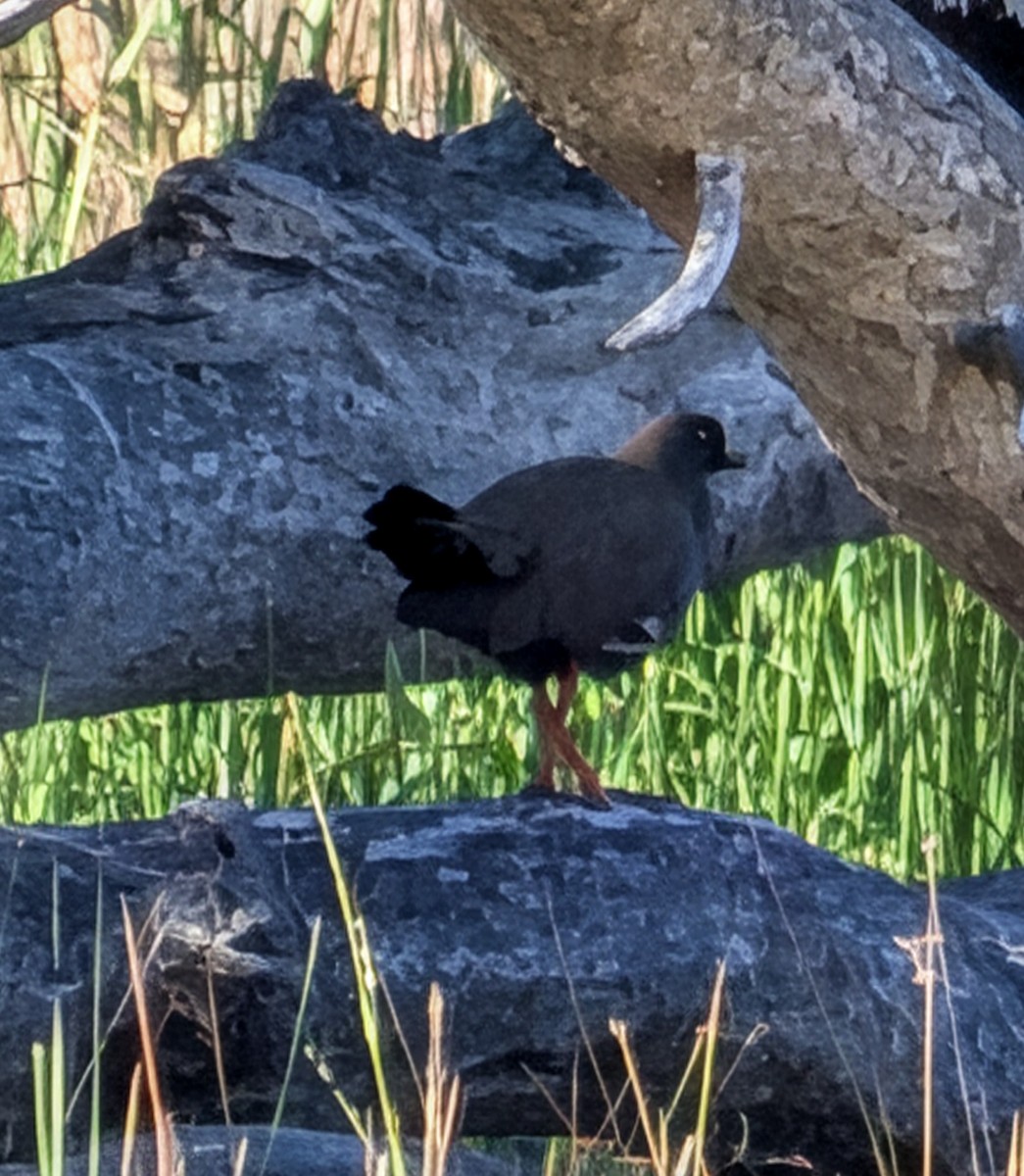 Black-tailed Nativehen - ML646259307