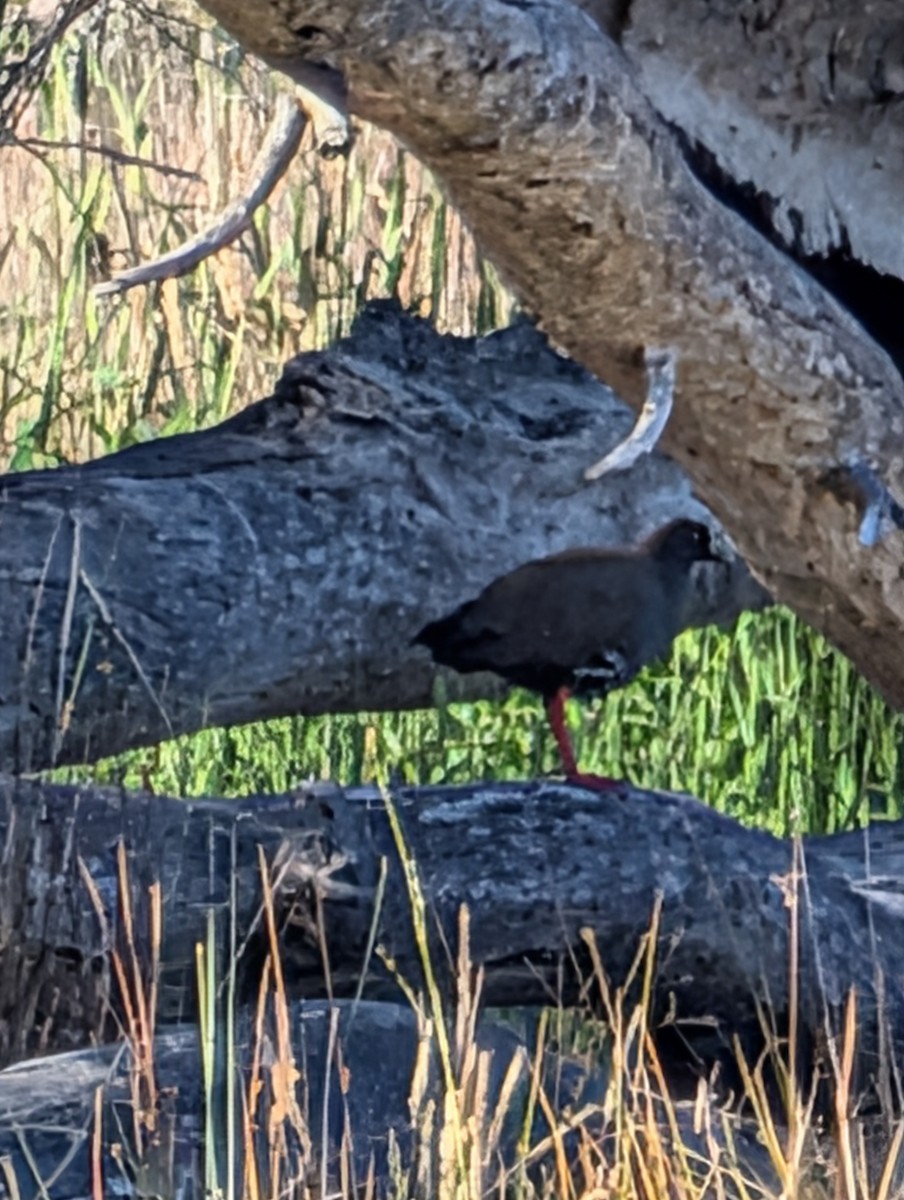 Black-tailed Nativehen - ML646259308