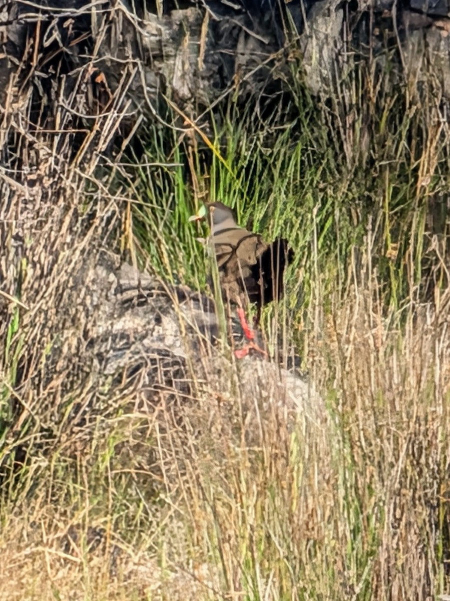 Black-tailed Nativehen - ML646259309