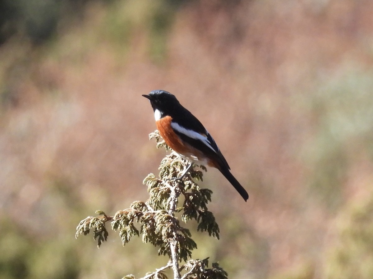 White-throated Redstart - ML646259310