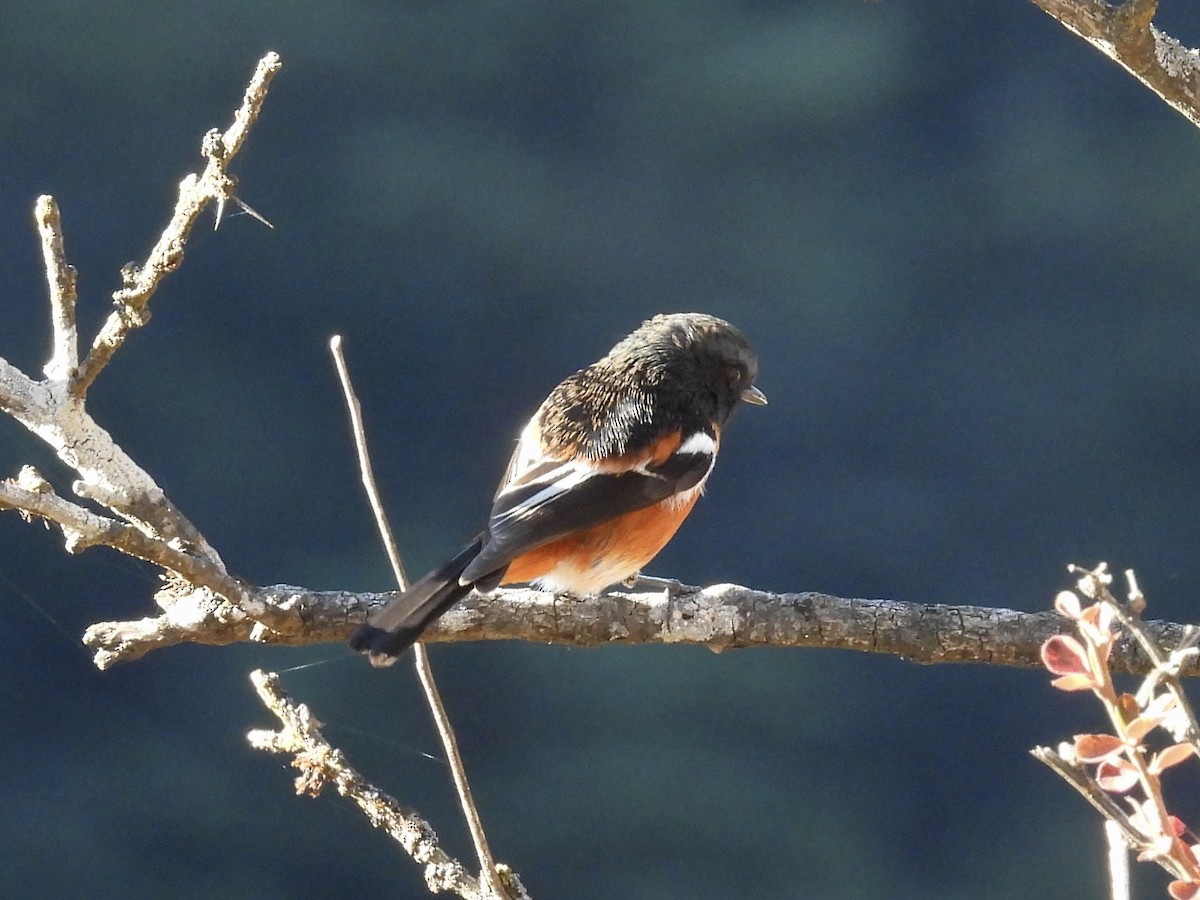 White-throated Redstart - ML646259311