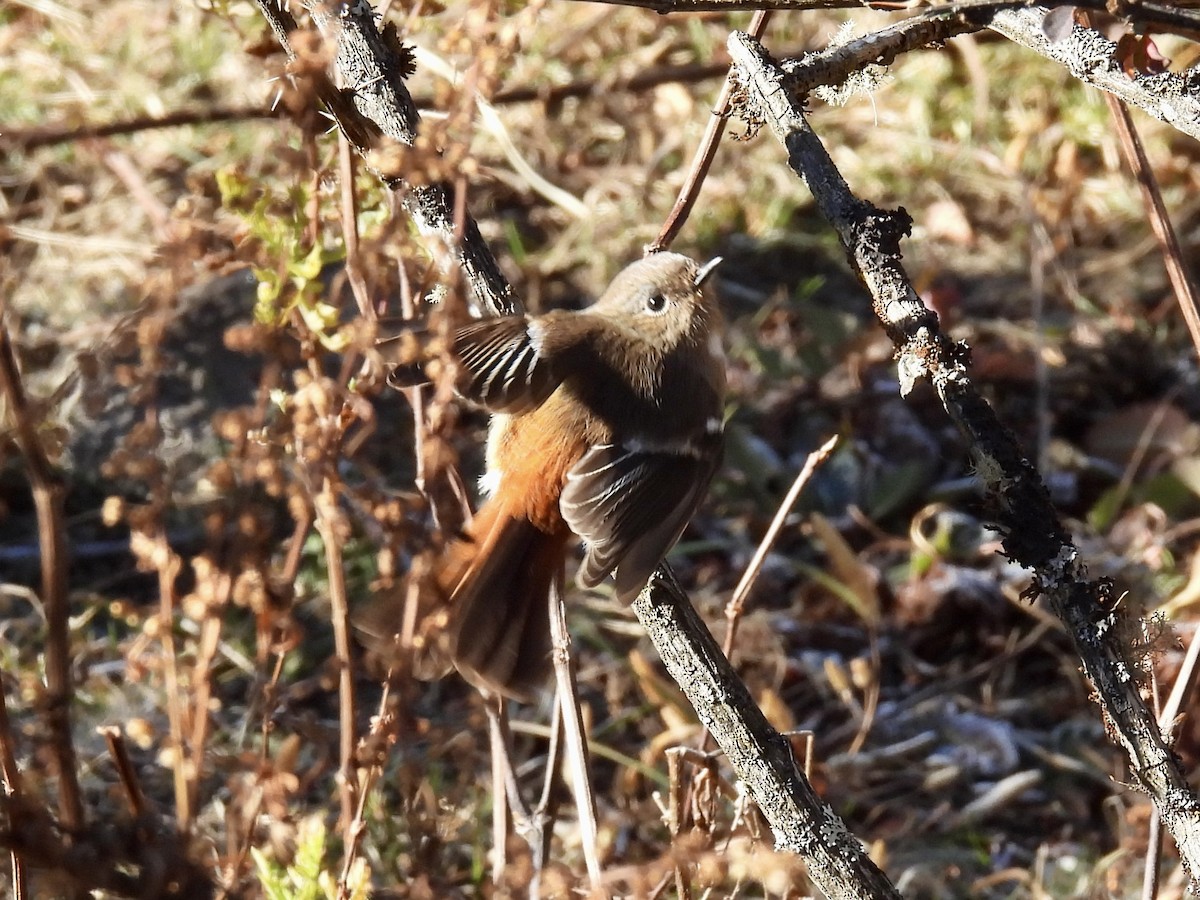 White-throated Redstart - ML646259312