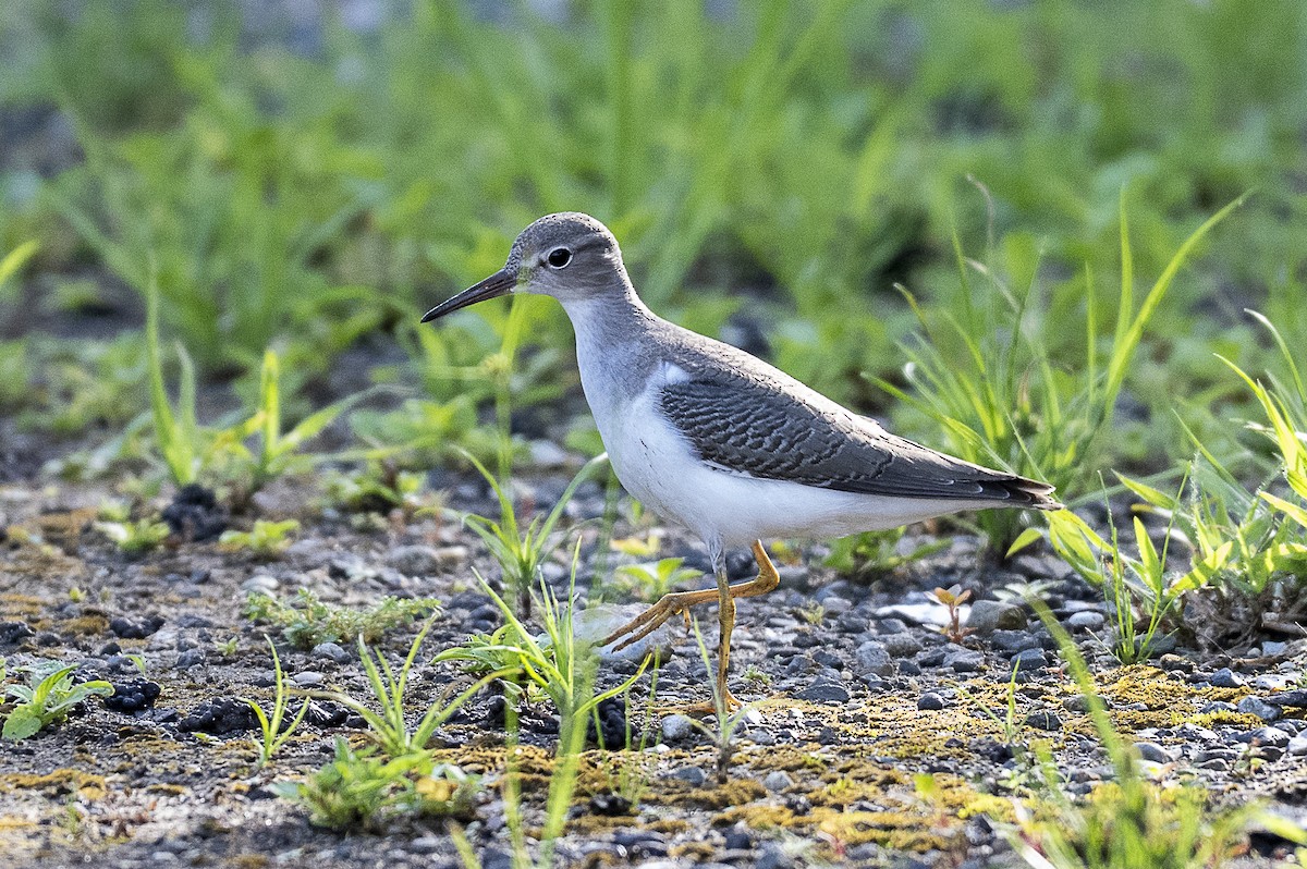 Spotted Sandpiper - ML646259313