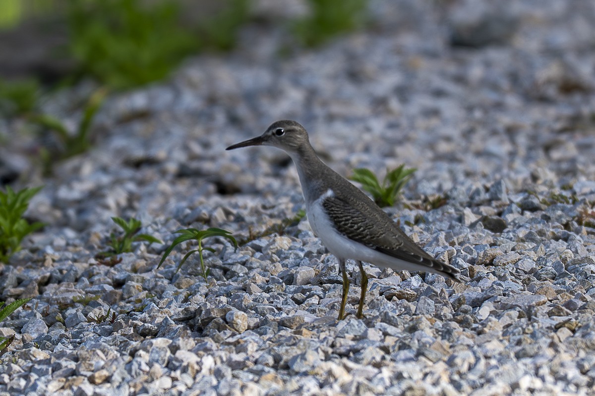 Spotted Sandpiper - ML646259315