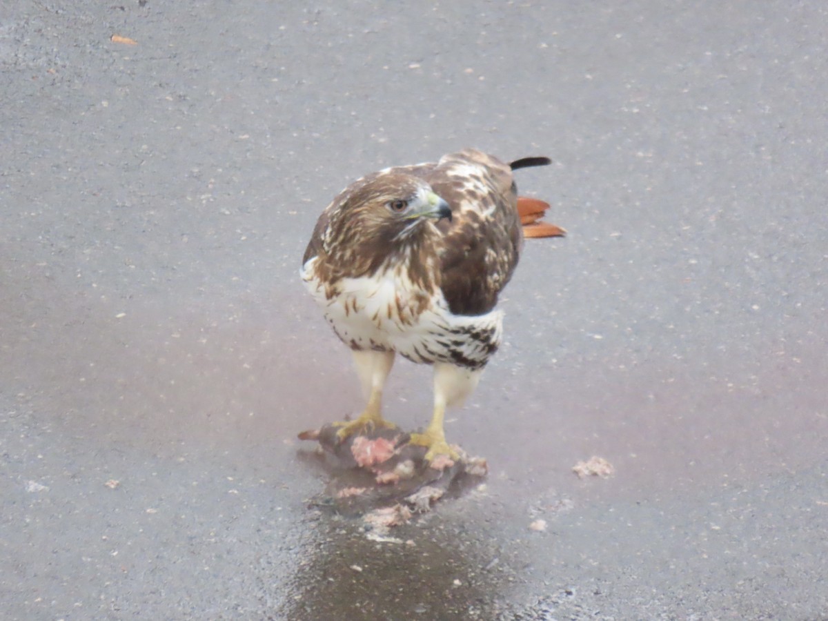 Red-tailed Hawk - ML646259318