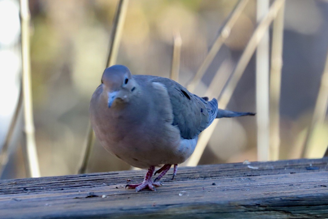 ナゲキバト - ML646259324